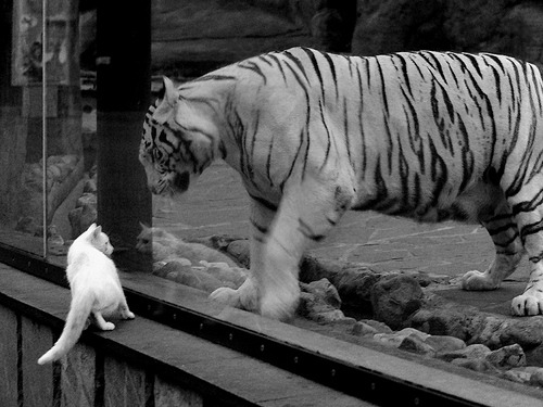 开云官方网页登录-_森林狼新秀表现抢眼，未来可期_，森林狼新秀2020