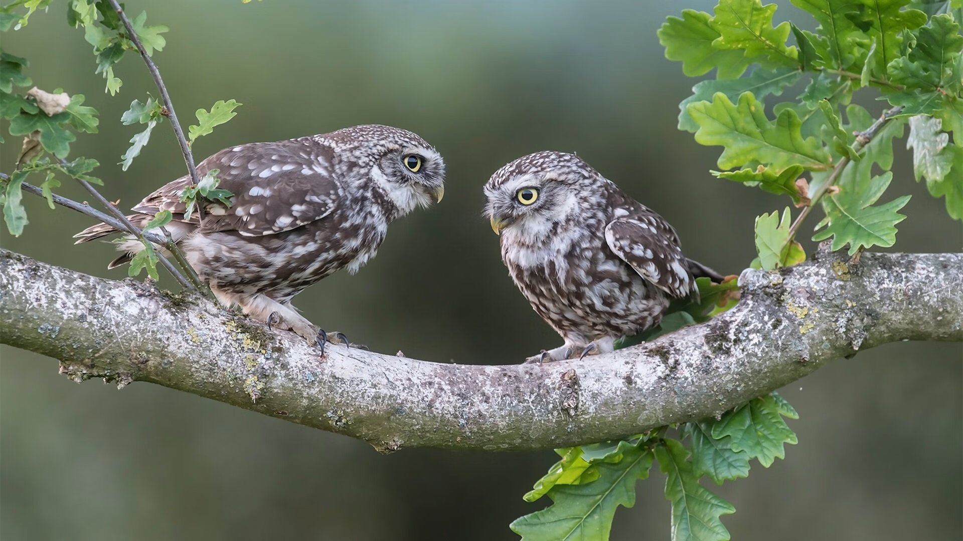 kering.com-_未来科技挑战赛：AI与机器人辅助训练_，未来机器人伴侣