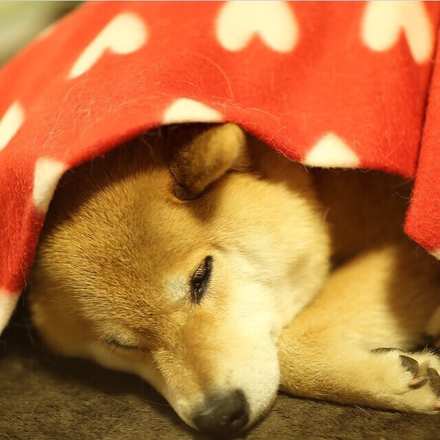 kaiyun开云·官方网站-【特劳特火力全开】洛杉矶天使明星迈克·特劳特单场狂轰三击，特劳特mlb