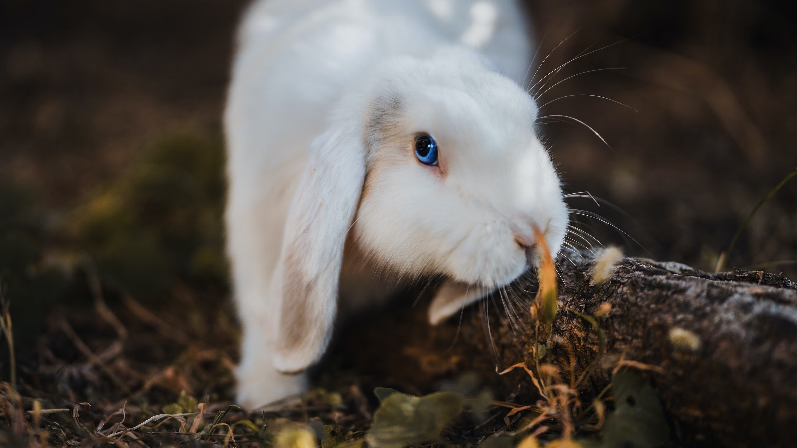 中国足球联合会引入国际先进裁判培训体系提升水平，中国国际足球裁判都有谁